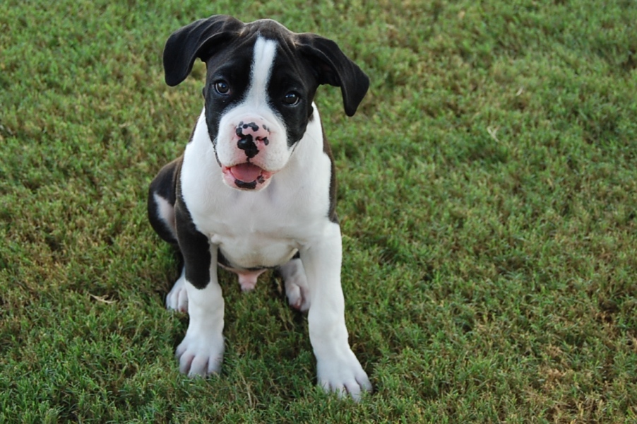 AKC Black Boxer Champion Boxer Puppy For Sale In Texas Boxer Breeder